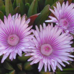 Acrodon bellidiflorus