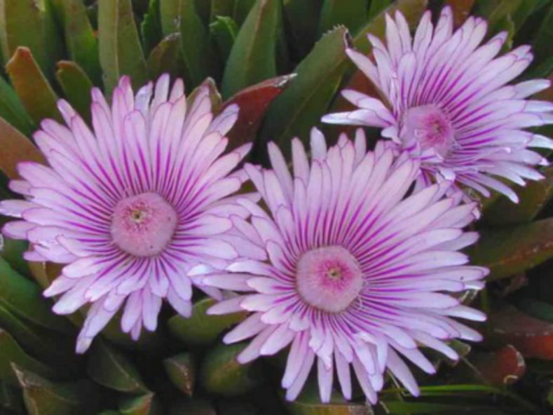 Acrodon bellidiflorus