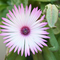 Acrodon bellidiflorus