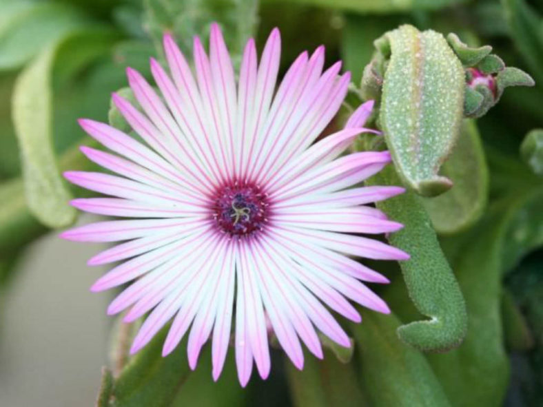 Acrodon bellidiflorus