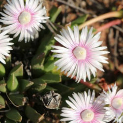 Acrodon bellidiflorus