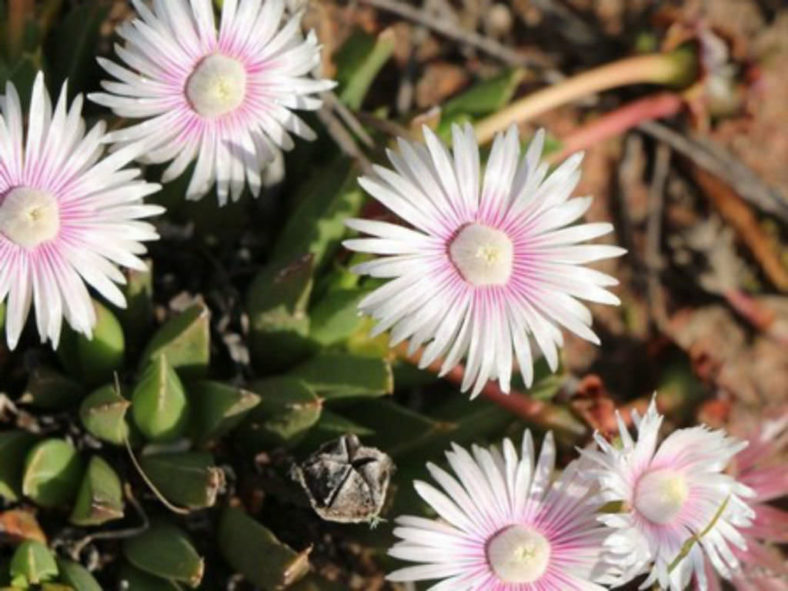 Acrodon bellidiflorus