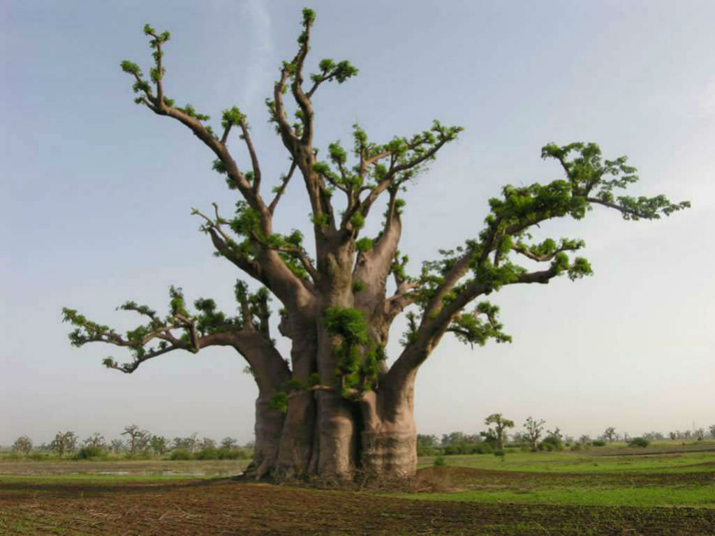 Recueil des paraboles du Seigneur des Mondes : Toutes les paraboles du Coran Adansonia-digitata-Baobab1-1