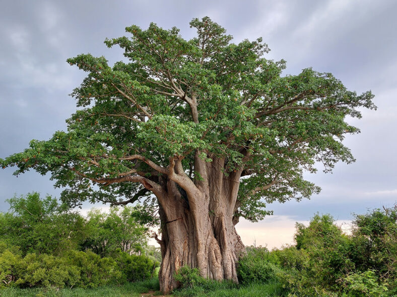 Adansonia digitata, commonly known as African Baobab