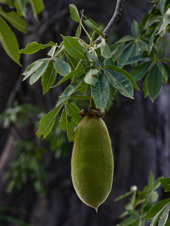 Fruit of Adansonia digitata, commonly known as African Baobab