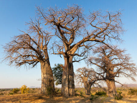 Adansonia digitata (African Baobab) World of