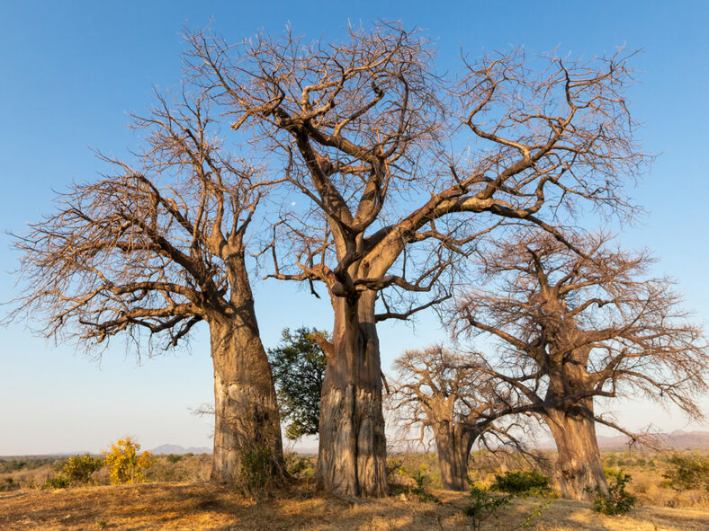 Adansonia digitata, commonly known as African Baobab