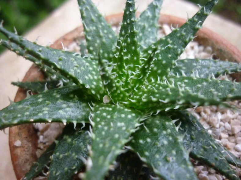 Aloe 'Pepe'