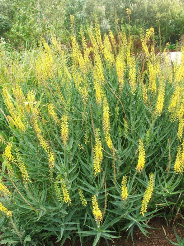 Aloiampelos tenuior (Fence Aloe) aka Aloe tenuior