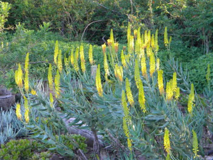 Aloiampelos tenuior (Fence Aloe) aka Aloe tenuior