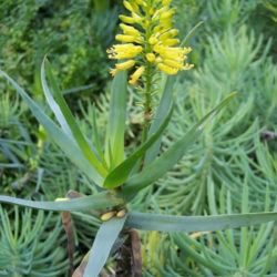 Aloiampelos tenuior (Fence Aloe) aka Aloe tenuior