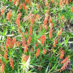 Aloe tenuior var. rubriflora - Fence Aloe
