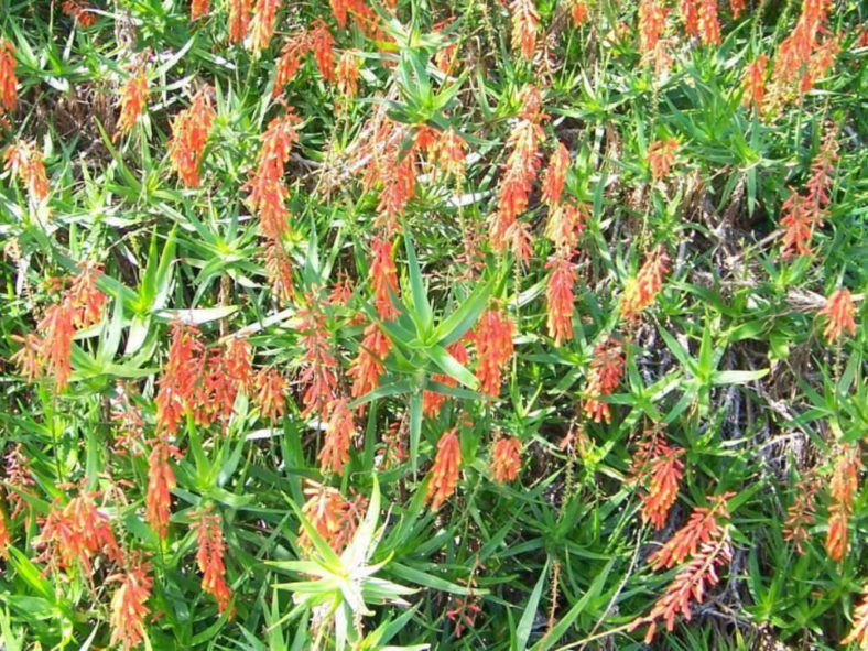 Aloe tenuior var. rubriflora - Fence Aloe