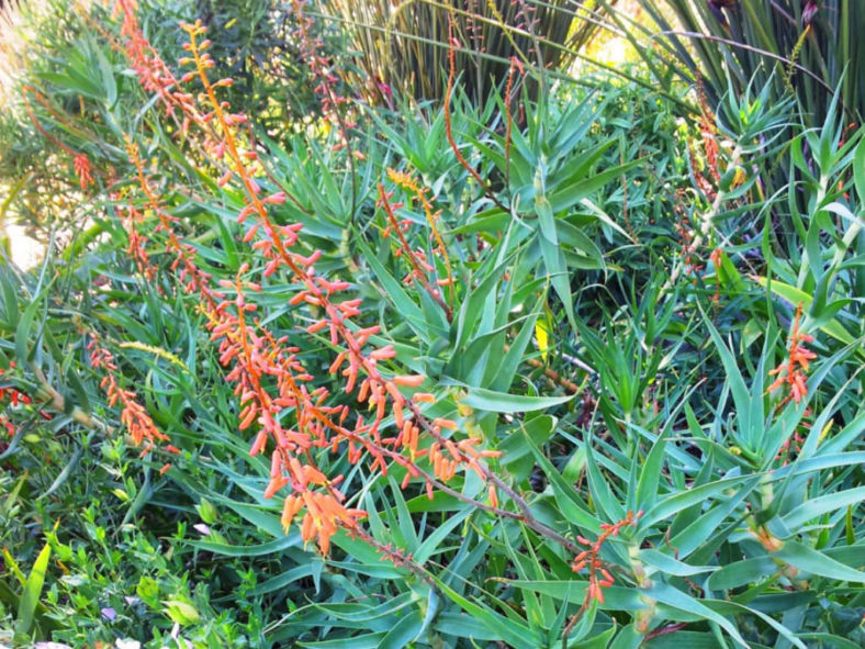 Aloe tenuior var. rubriflora - Fence Aloe