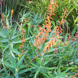 Aloe tenuior var. rubriflora - Fence Aloe