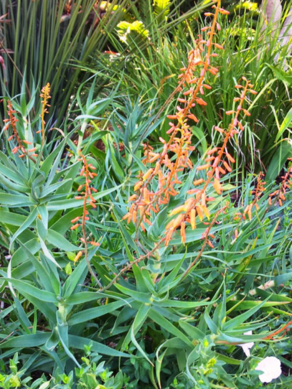 Aloe tenuior var. rubriflora - Fence Aloe