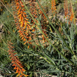 Aloe tenuior var. rubriflora - Fence Aloe