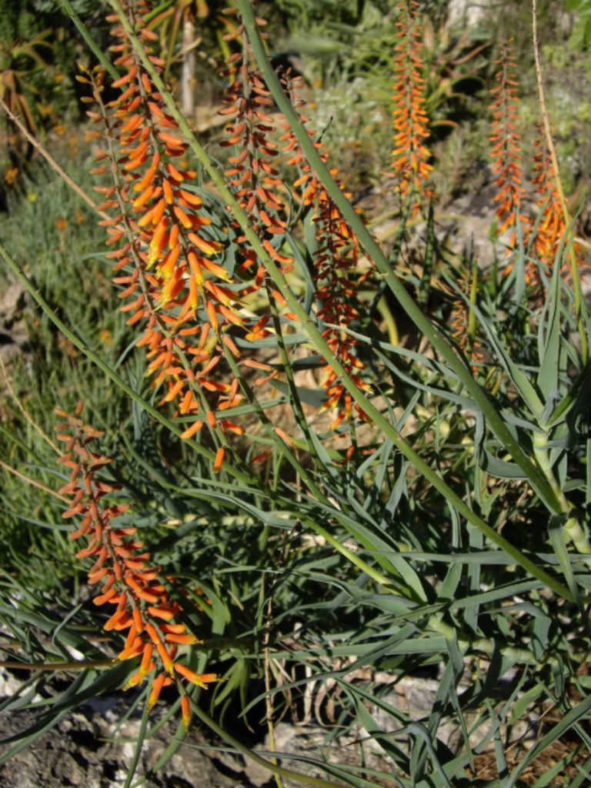 Aloe tenuior var. rubriflora - Fence Aloe
