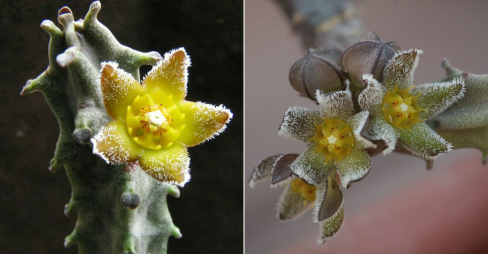 Caralluma burchardii | World of Succulents