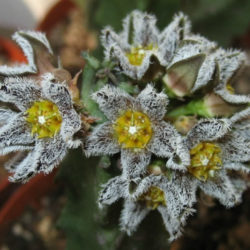 Caralluma burchardii