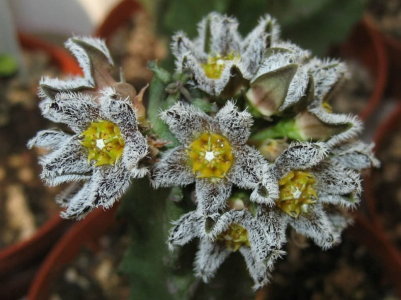 Apteranthes burchardii aka Caralluma burchardii