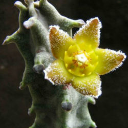 Caralluma burchardii