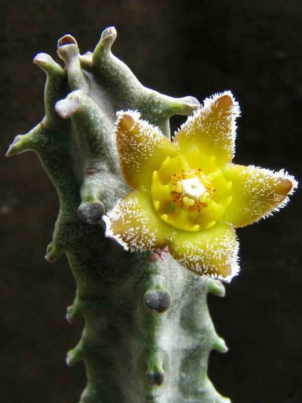 Apteranthes burchardii aka Caralluma burchardii
