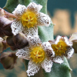 Caralluma burchardii