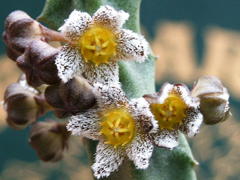 Apteranthes burchardii aka Caralluma burchardii