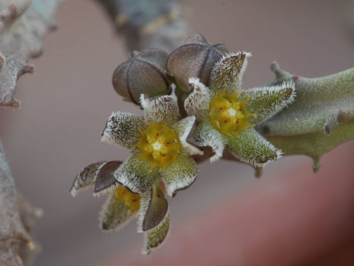 Caralluma burchardii