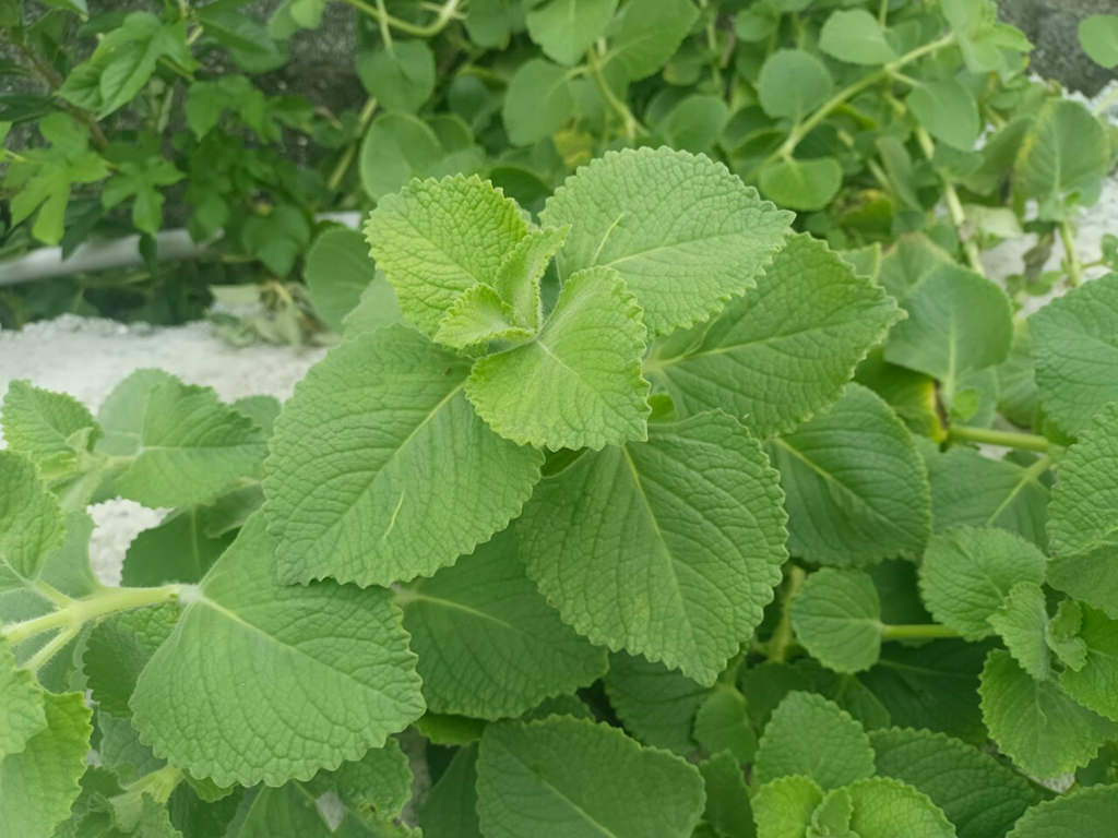 Coleus amboinicus (Cuban Oregano) aka Plectranthus amboinicus