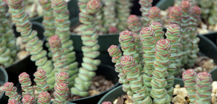 Crassula 'Baby's Necklace' - World of Succulents