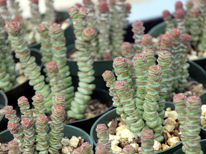 Crassula 'Baby's Necklace'