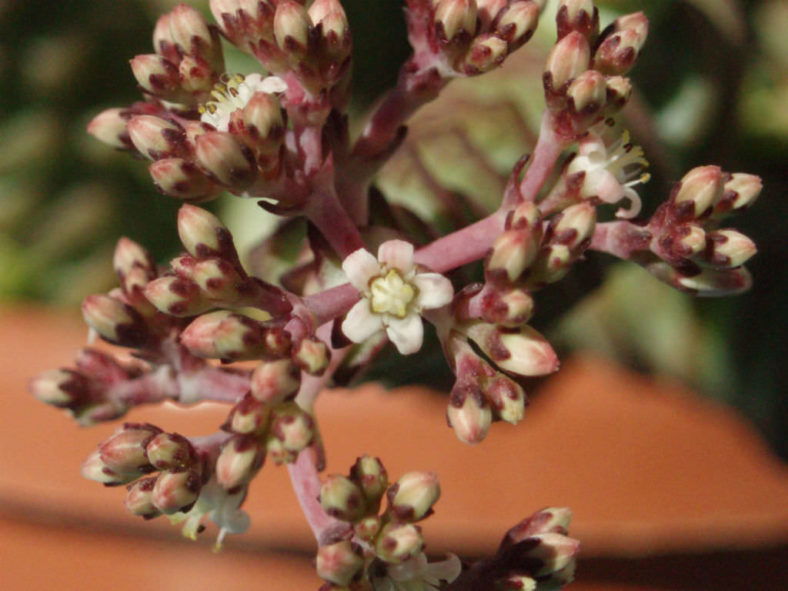 Crassula 'Baby's Necklace'