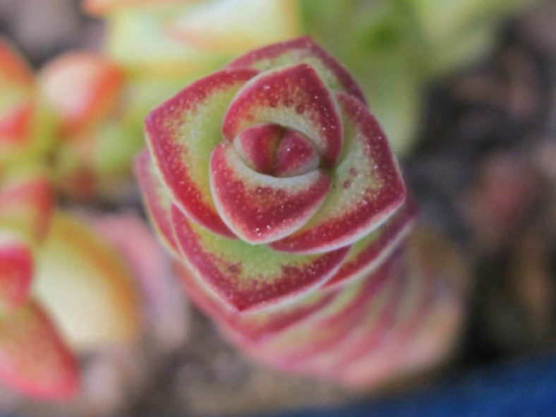 Crassula 'Baby's Necklace'