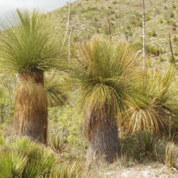 Dasylirion longissimum - Mexican Grass Tree