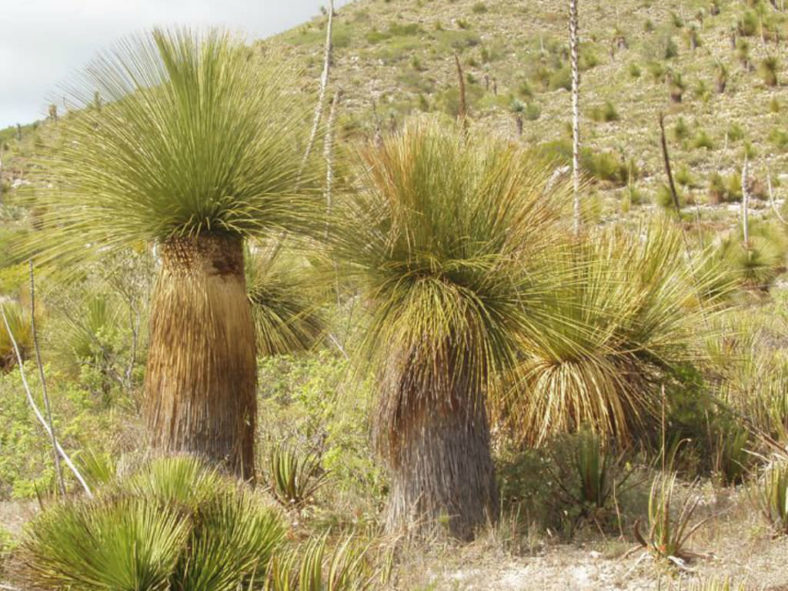 Dasylirion longissimum - Mexican Grass Tree