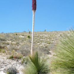 Dasylirion longissimum - Mexican Grass Tree