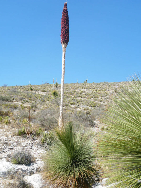 Dasylirion longissimum - Mexican Grass Tree