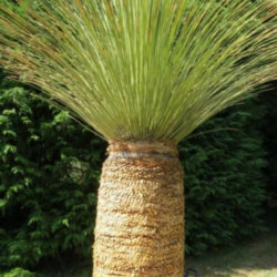 Dasylirion longissimum - Mexican Grass Tree
