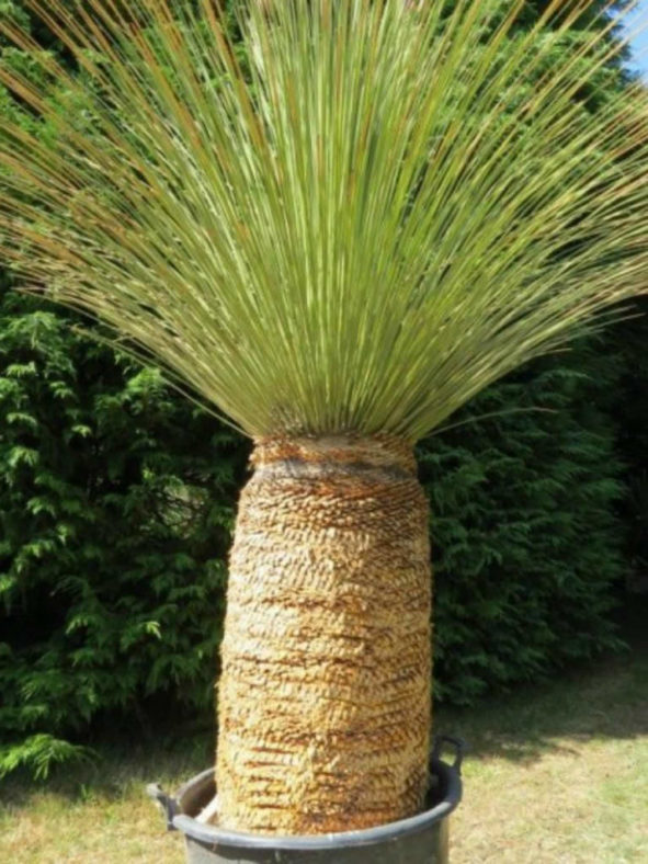 Dasylirion longissimum - Mexican Grass Tree