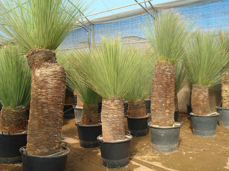 Dasylirion longissimum - Mexican Grass Tree