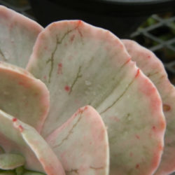 Echeveria 'Ice Age'