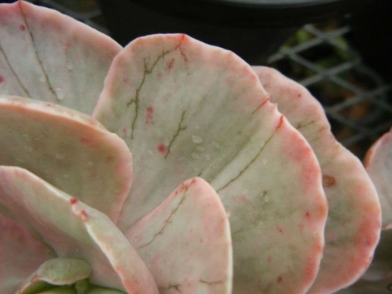 Echeveria 'Ice Age'