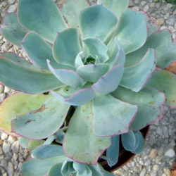 Echeveria 'Powder Blue' - White Rose Echeveria