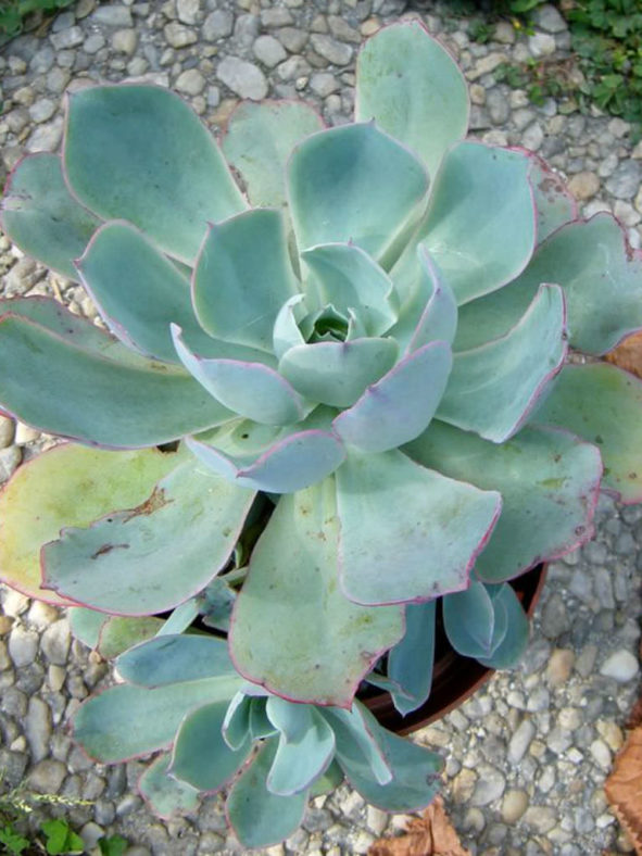 Echeveria 'Powder Blue' - White Rose Echeveria