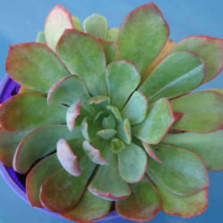 Echeveria 'Powder Blue' - White Rose Echeveria