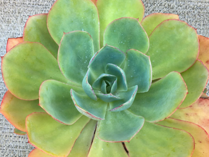 Echeveria 'Powder Blue' - White Rose Echeveria