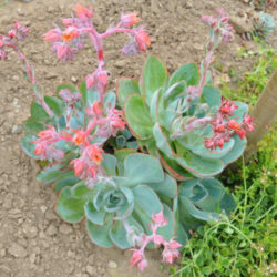 Echeveria 'Powder Blue' - White Rose Echeveria