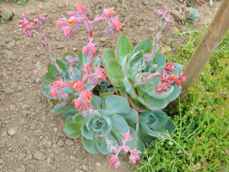 Echeveria 'Powder Blue' - White Rose Echeveria